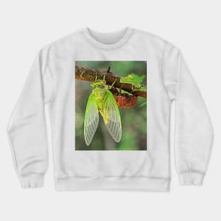 Cicada Emerging from it&#39;s Shell Crewneck Sweatshirt